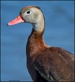 _2SB1042 black-bellied whistling duck torso